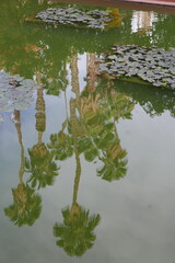reflets de palmiers au milieu des nénuphars