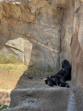 Gorillas resting near rocky wall in zoo enclosure