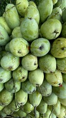 Fresh Green Guavas Piled Together in Natural Setting