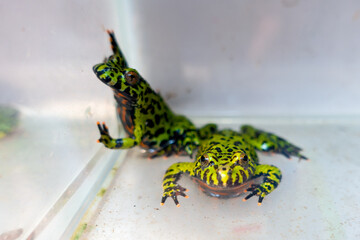 Two Oriental Fire-bellied Toads display their vivid lime-green and black mottled skin in an enclosure. One rests, showing its distinctive pattern, while the other partially stands