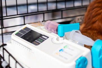 Pet treatment setup, Dog undergoing intravenous therapy in veterinary clinic