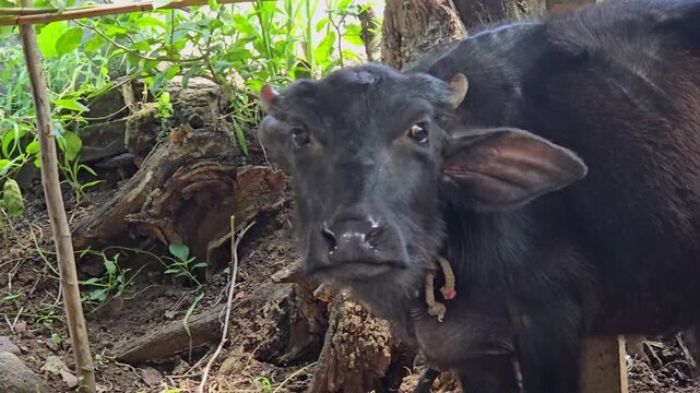 A young buffalo calf stands in a wooded area, flicking its ears and swishing its tail to ward off flies. A rope is around its neck amidst the foliage.