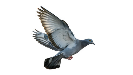 Obraz premium pigeon on white background