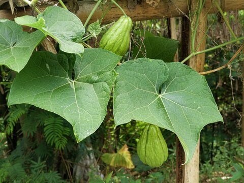 Vibrant green chayote leaves and two fruits growing on a vine supported by a bamboo trellis. A healthy tropical vegetable plant, showcasing its growth.
