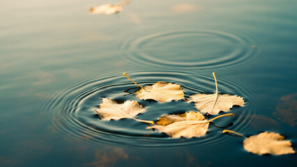 Autumn leaf on water