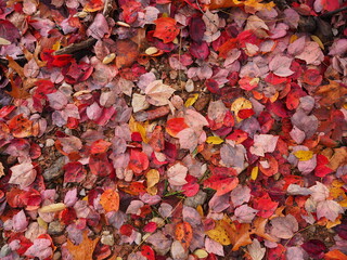 fallen leaves during fall foliage