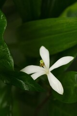 Plant list 2025 - Humbertioturraea maculata (Madagascar Flower)