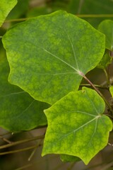 Plant list 2025 - Piper betle (Betel Leaf)