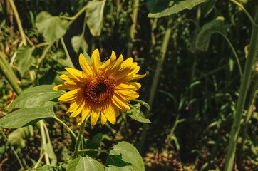 A Sunflower outside in the sun