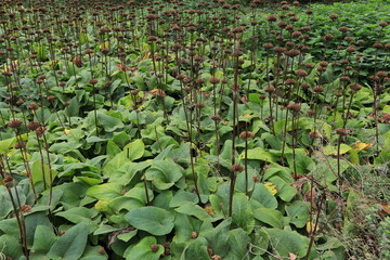Green Leaves with Brown Seed Heads Background