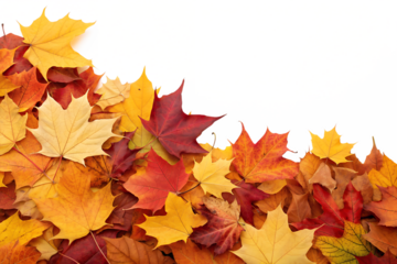 A vibrant pile of colorful autumn maple leaves is arranged as a decorative border, isolated on a clean transparent background, ready for graphic design projects.