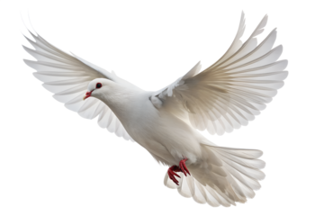 A pure white dove with wings fully extended soars in flight, symbolizing peace and freedom, beautifully isolated on a transparent background.
