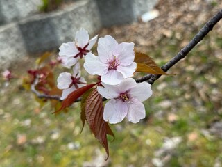 美しいエゾヤマザクラ