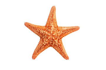 Orange starfish isolated on black background, ocean life, marine design