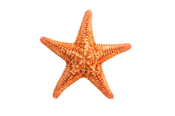 Orange starfish isolated on black background, ocean life, marine design