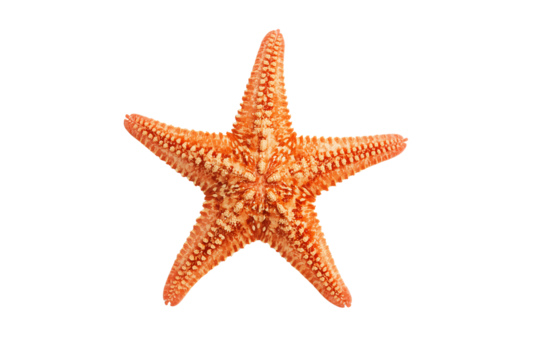 Orange starfish isolated on black background, ocean life, marine design