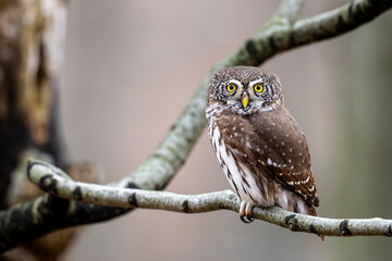 Eurasian Pygmy Owl, Glaucidium passerinum