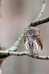 Eurasian Pygmy Owl, Glaucidium passerinum