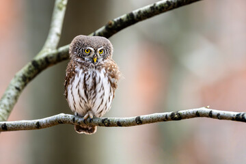 Eurasian Pygmy Owl, Glaucidium passerinum