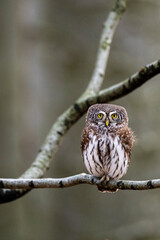 Eurasian Pygmy Owl, Glaucidium passerinum