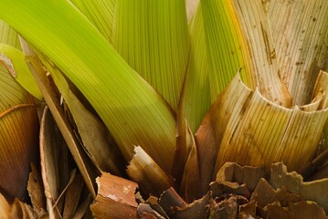 Plant list 2025 - Tropical Plant Base (Rainforest Foliage Structure)