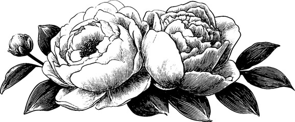 Fototapeta premium Elegant floral bouquet of engraved roses and peonies with curling leaves for vintage design