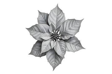 Fototapeta premium Monochrome poinsettia, overhead, isolated, winter, holiday, design