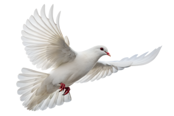 A beautiful white dove flies gracefully with wings spread wide, perfectly isolated on a transparent background for versatile design use.