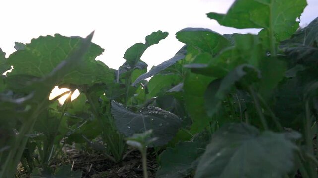Rapeseed landscape tied to ecology and the oilseed value chain. Ideal for sustainability, environment, and agro-industry topics