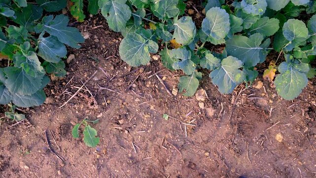 Detailed focus on plant structure and textures of rapeseed in bloom. Clean, educational clip for agriculture and botany topics.