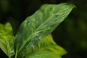 Plant list 2025 - Dieffenbachia oerstedii (Dumb Cane)