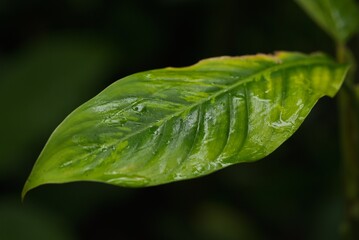 Plant list 2025 - Dieffenbachia oerstedii (Dumb Cane)
