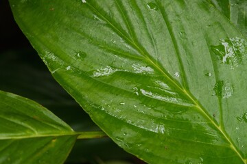 Plant list 2025 - Tacca chantrieri (Bat Flower)