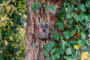 Camouflaged hunting camera hidden on a tree in the forest. Recording wild animals and poaching with a camera. Wildlife trail camera recording animals. Observing wild animals. 