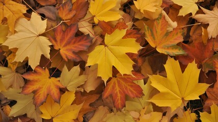 autumn leaves images enhancing online visibility