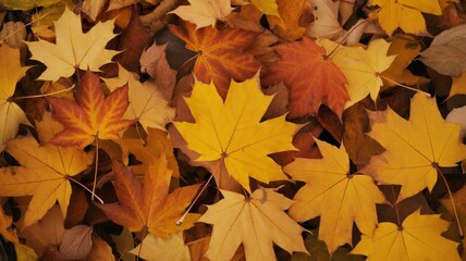maple leaves autumn season photography