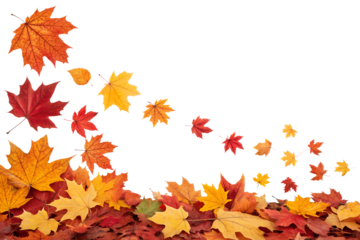 Many autumn maple leaves in bright red orange yellow colors are gracefully falling and accumulating, isolated on transparent background.