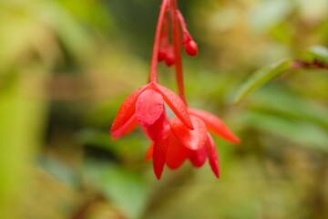 Plant list 2025 - Begonia fuchsioides (Fuchsia Begonia)