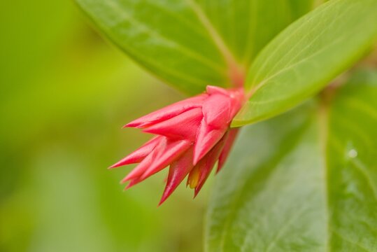 Plant list 2025 - Sphyrospermum ellipticum (Ecuador)