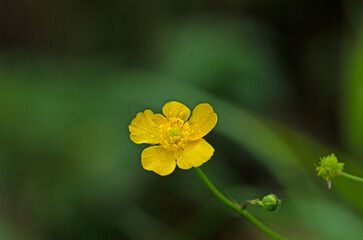 Bl&uuml;te eines Scharfen Hahnenfu&szlig;es