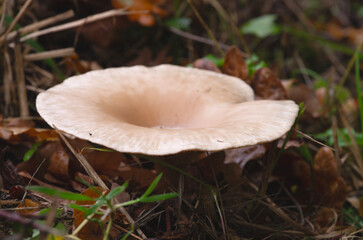 Mönchskopf oder auch Falbe Riesentrichterling