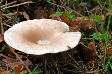Mönchskopf oder auch Falbe Riesentrichterling (Clitocybe geotropa)