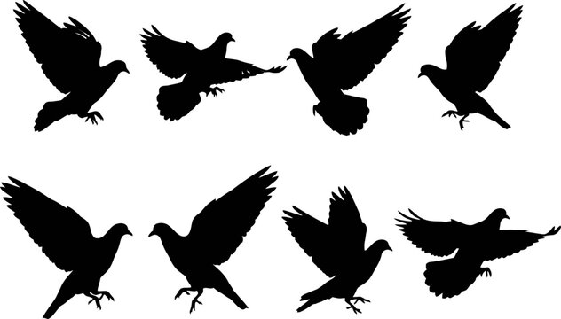 Collection of pigeon silhouettes flying against a white background