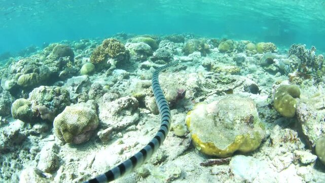 A Banded sea krait, Laticauda colubrina, swims over the rocky reef at Pulau Serua in the Banda Sea, Indonesia. This remote island harbors aggregations of these venomous yet docile sea snakes.