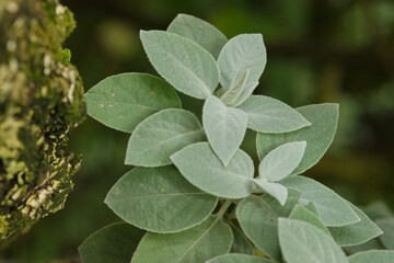 Plant list 2025 - Barleria albostellata (Silver-leaved African shrub)