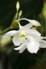 Fototapeta premium Plant list 2025 - Eucharis grandiflora (Amazon Lily)