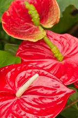 Plant list 2025 - Anthurium andraeanum (Flamingo Flower)