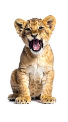 Obraz premium An adorable lion cub sits upright, mouth wide open, revealing its tongue and small teeth