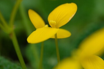Fototapeta premium Plant list 2025 - Begonia microsperma (Begonia)
