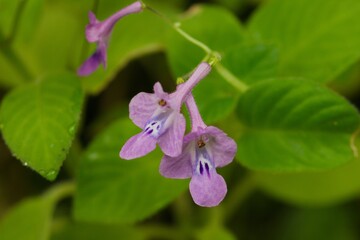 Plant list 2025 - Streptocarpus (Cape Primrose)